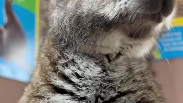 Sound on to hear Zip the baby wallaby crunch on his lunch 🥹