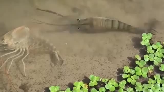 Shrimp