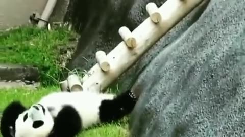 Pandas are so incredible clumsy 😂
