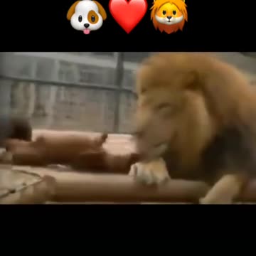 Lion and dogs playing, long live the love
