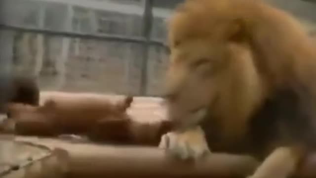 Lion and dogs playing, long live the love