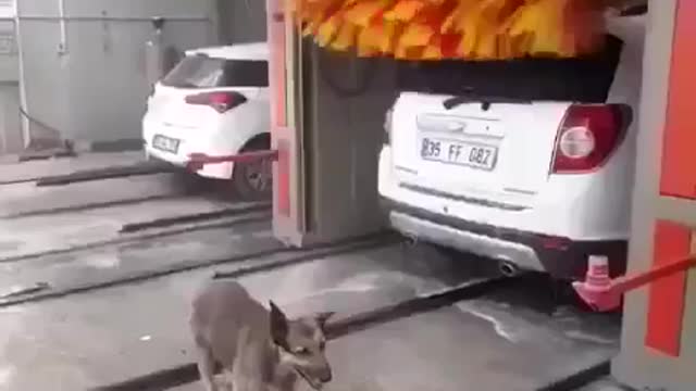 Street Dog Uses Car Wash for Back Rubs