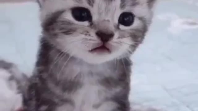 Original Sound - Cats, Lovely Cat, Black Cat, Cats, Funny cats And Funny Cat Videos