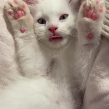 A purring blep 🐈 (turn volume all the way up to hear the purr)