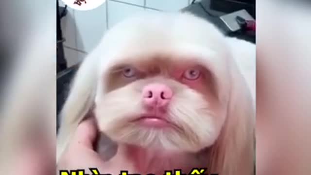 pitiful face