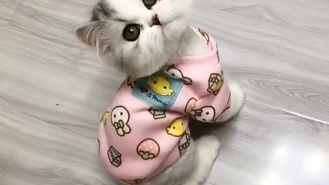 Very cute kitten