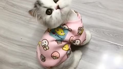 Very cute kitten