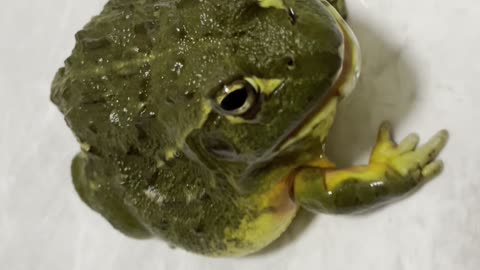 ASMR Frog