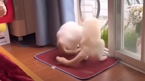 funny and cute cats #shortvideo #shorts