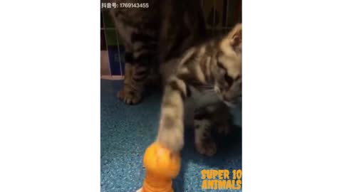 Do you have any idea what this cat is doing?