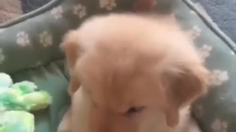 yt1s.com - So Cute Puppy Shorts pt370 Golden Retriever_360p