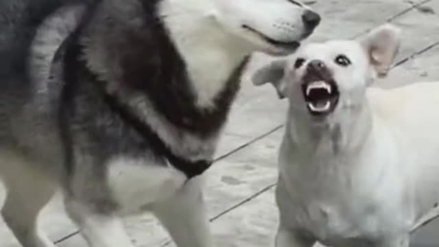 two dogs fighting