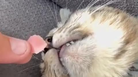 Cat video