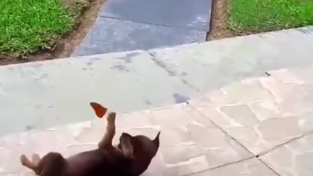 Omg, They are so cute playing together