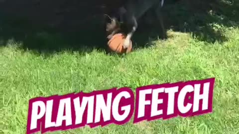 Doggy basketball