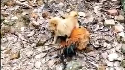 Funny Dog Fight Videos (Chicken Vs. Dog)