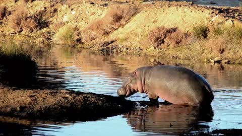 The hippopotamus is really cute, it opens its mouth as if it is laughing