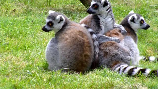 Can you tell which animal is this?