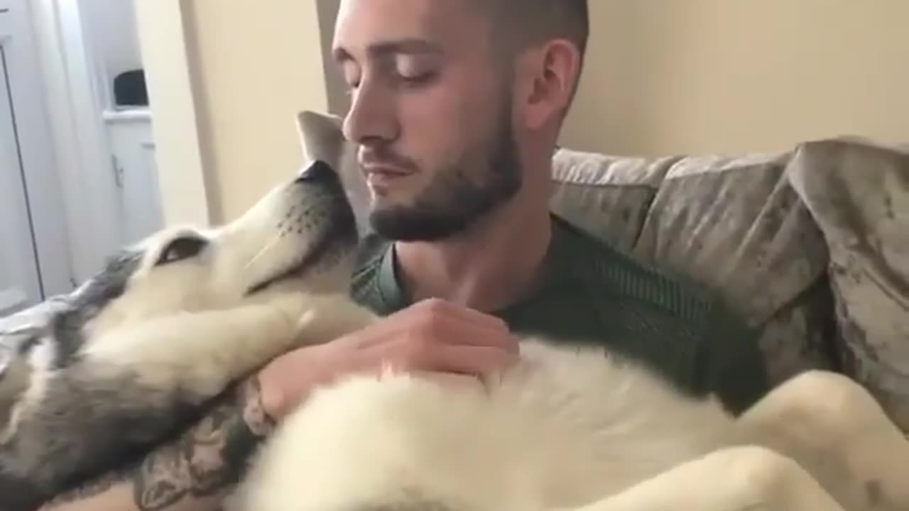 A HUSKY HAS A SMOOCH WITH HIS OWNER | Funny Dog Video