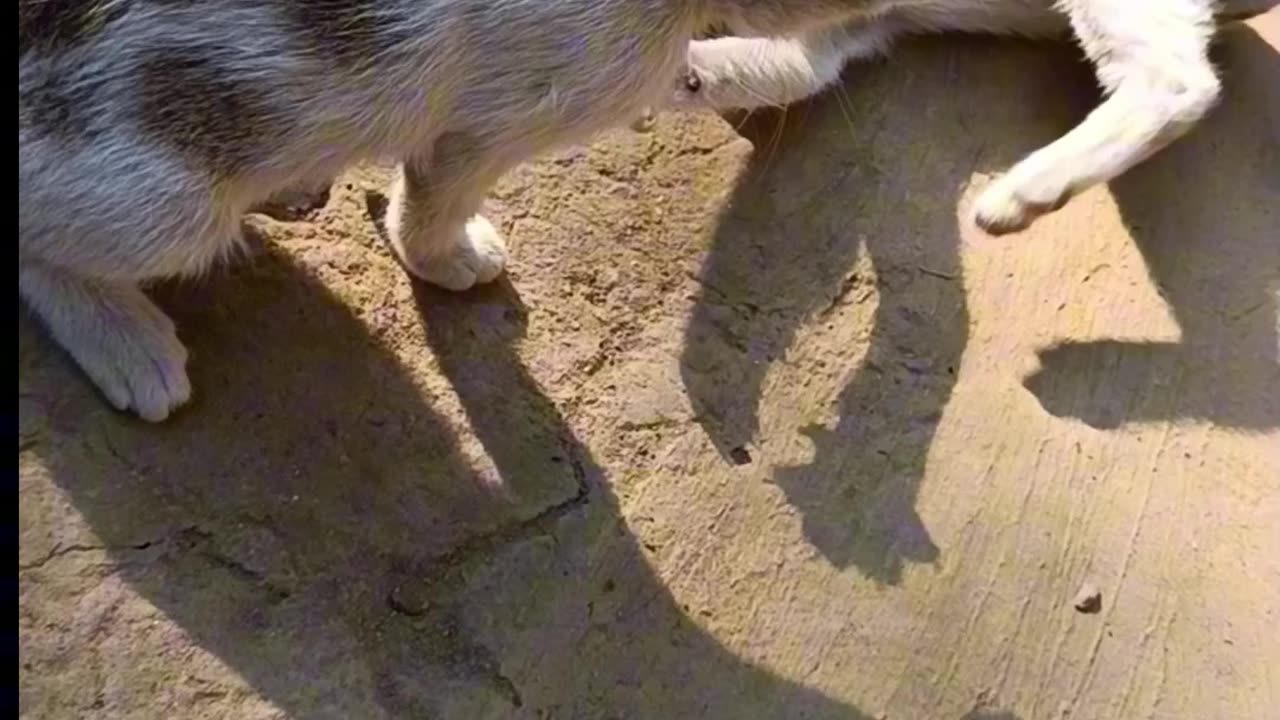 the cat is crazy fight