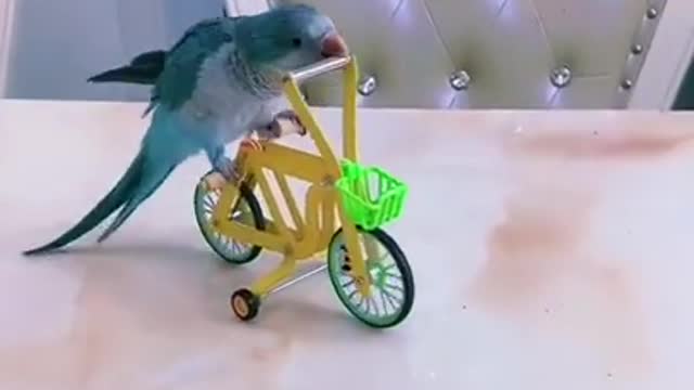 Parrot ride in bicycle 🚲