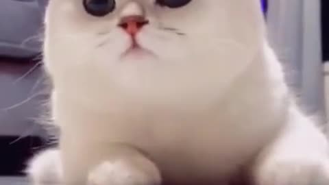 Funny Video of a Smiling Cat