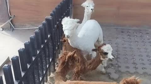 alpaca