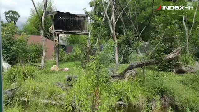 SP: Gibon Kent predvidio pobjedu Hrvatske protiv Islanda