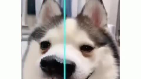funny dogs vines funniest dogs and cats - awesome funny pet animals videos