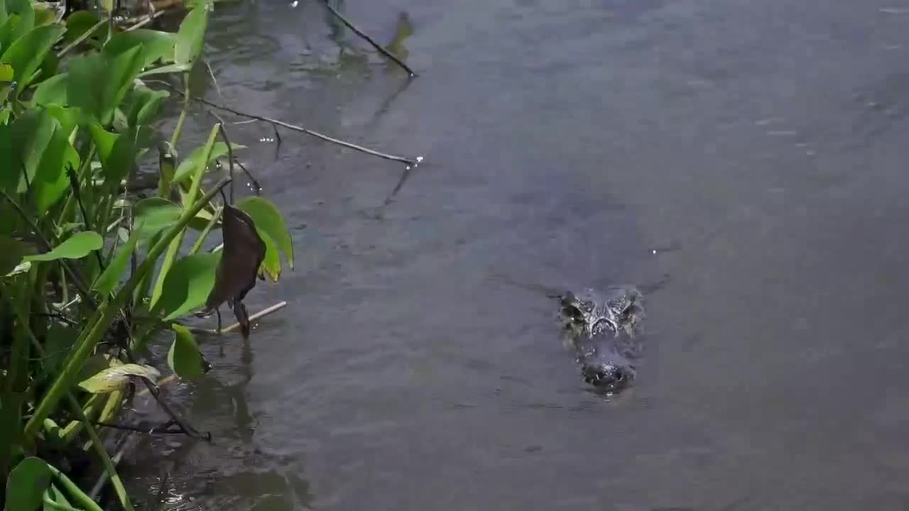 The importance of not feeding animals in the wild!