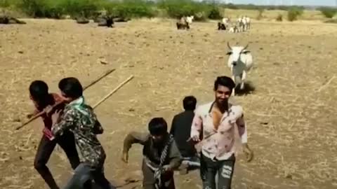 Cow Protects Human Boy Like Her Baby