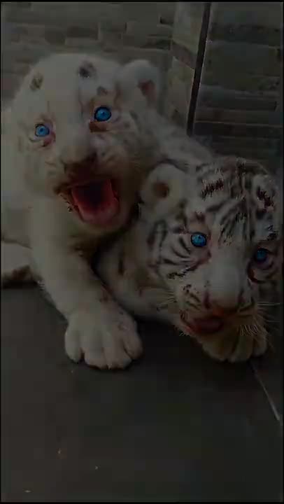 you_love_animals_?_cute_animal