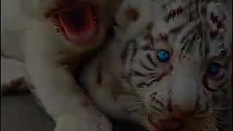 you_love_animals_?_cute_animal