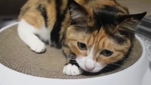 pretty cute cat