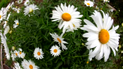Chamomile flowers in the garden