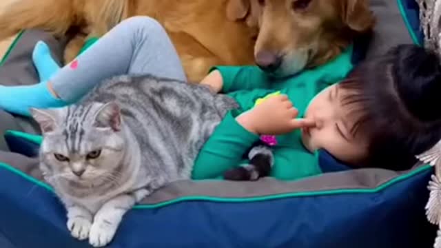 dog and cat lying with kid <3