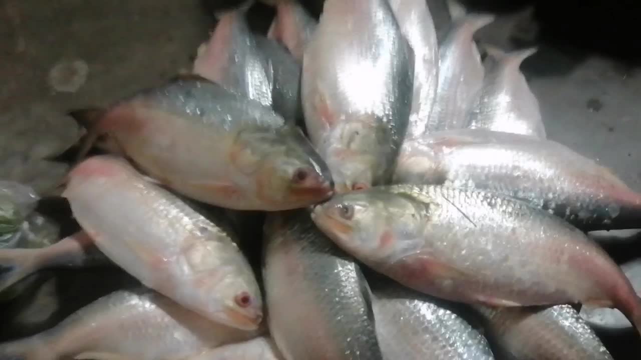 🐟Hilsa Fish😍 Fresh Hilsa in BD Market