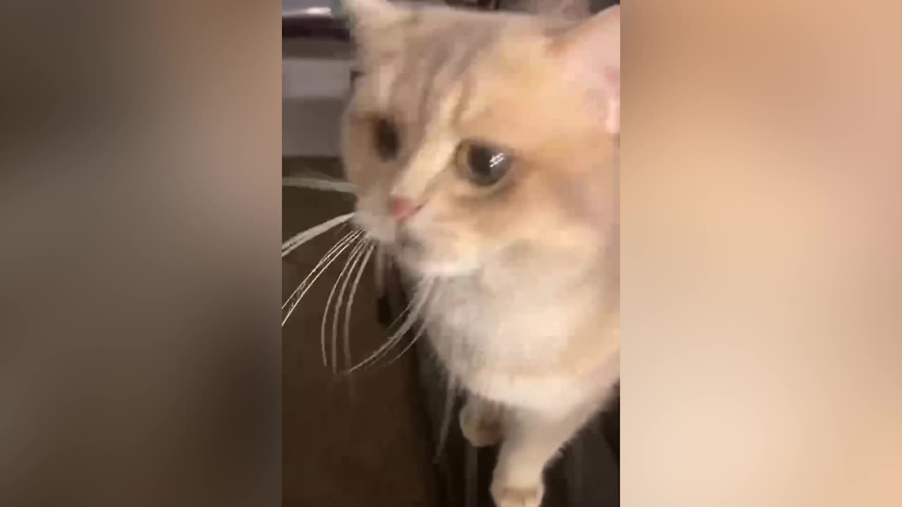A cat with temperament