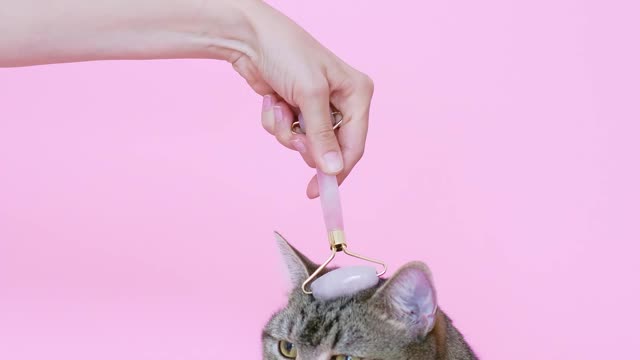 A cat enjoying being pampered