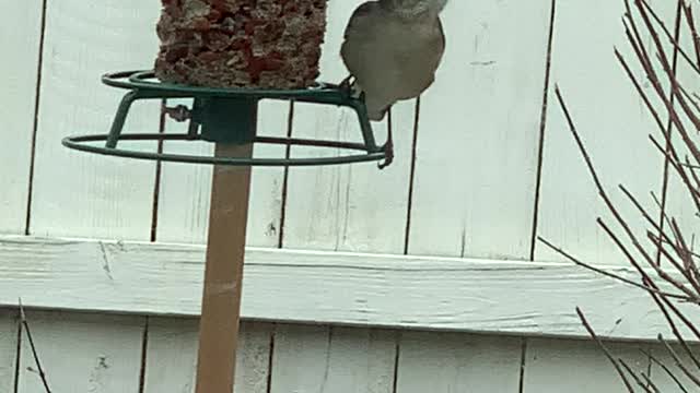 Hungry Woodpecker