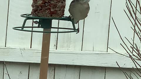 Hungry Woodpecker