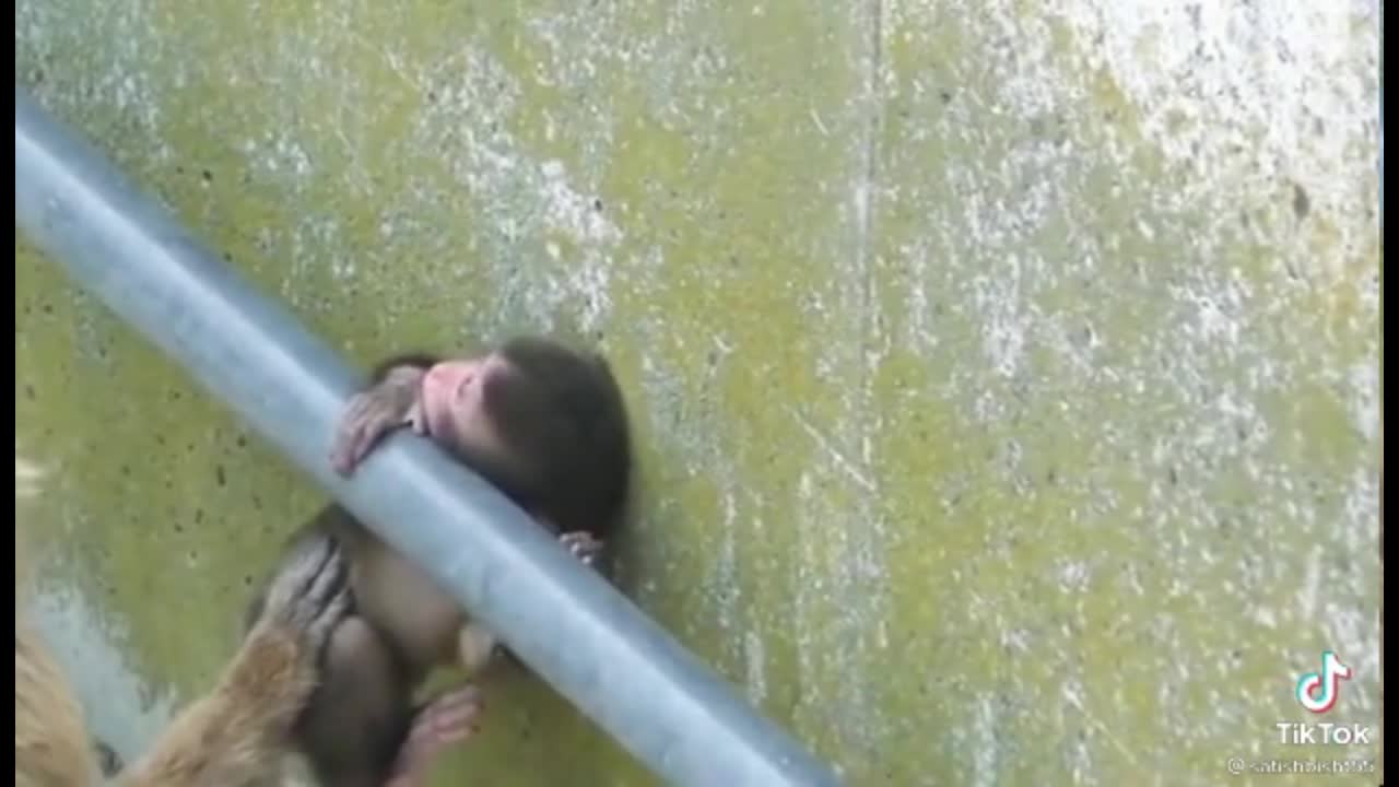 #Funny monkeys videos