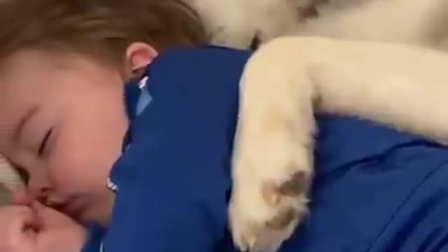 Husky & Baby Becoming Best Friends! #shorts