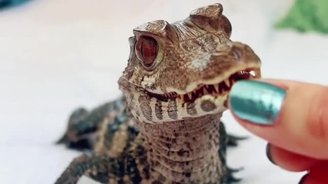 Some say it's staring at you to see if it can eat you