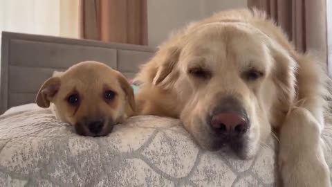 Adorable Golden Retriever Reaction to Cute Puppy