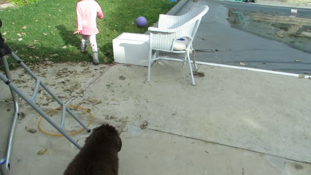 Puppy trips over his huge paws