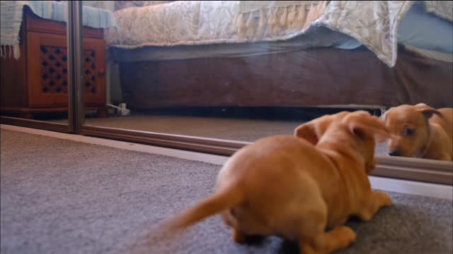 This dog enjoy watching to play himself in a mirror