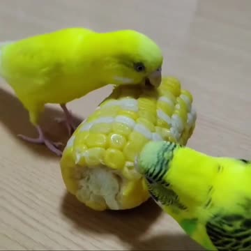 Love bird eats corn in the morning 4