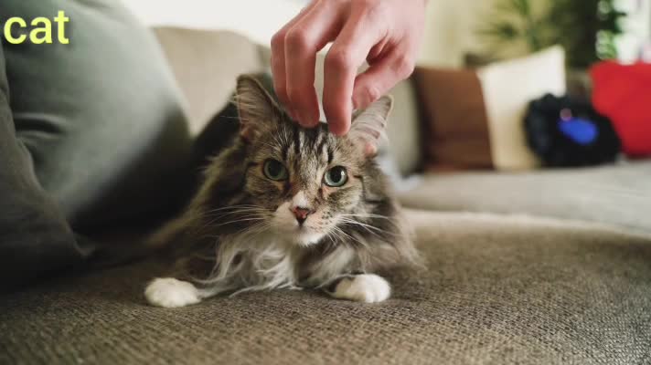 Spoiled Cat Literally Begs To Be Brushed