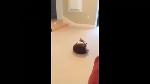 Cat playing with own tail , cute and funny 🥰